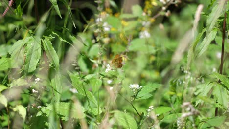 Argynnis-butterfly-in-Verdun-forest.-Lorraine,-France.